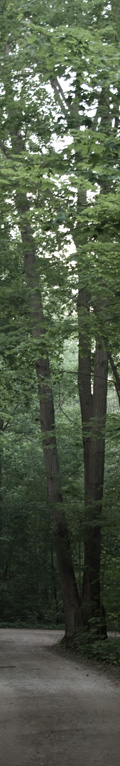decorative image of trees